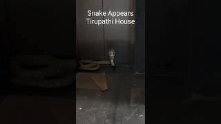 Cobra Found in Tirupathi Residential Home @planet2animals#snake #snakevideo #snakes