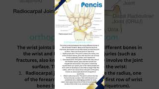 The wrist joints lie between the many different bones in the wrist and forearm.