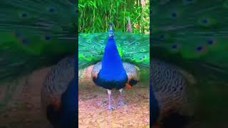 The voice of the peacock and the art of the peacock #funny #peacock #cute