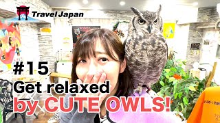 #15 Get relaxed by CUTE OWLS!