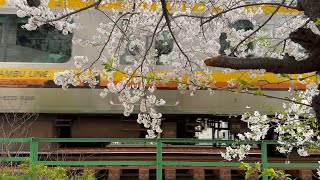 Shukugawara Nikaryō Waterway Cherry Blossom X Nambu Line [1080p60h HDR]