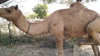 Desert camel.