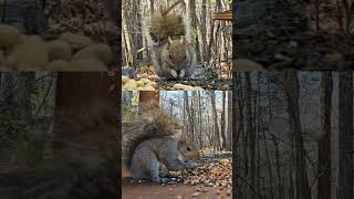 cute Fray Squirrels | #chipmunks_and_squirrels on #Twitch