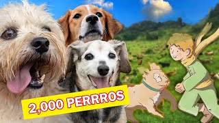 El Principito Salva 2,000 Perros