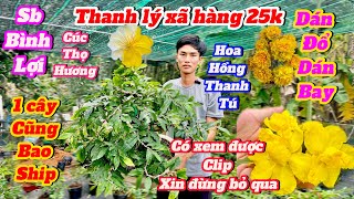 19-10☎️0386726744 gặp Thiện🌲Thanh lý xã hàng 25k Sb bình lợi -Hoa Hồng Thanh Tú-Cúc Thọ Hương🌲