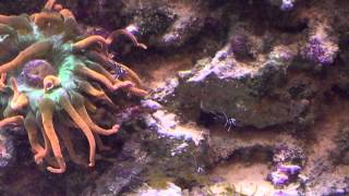 Bangai Cardinal babies in my 300 Gallon Reef