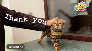 Master class - how to pet a cat correctly.  Мастер-класс - как правильно гладить кота.