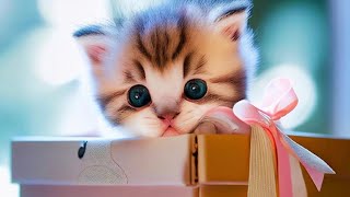 Unboxing kitten