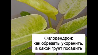 Филодендрон. Как обрезать, укоренить, в какой грунт посадить