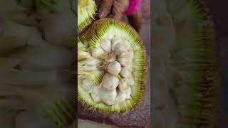 Try this super aromatic fruit? It's called "MARANG" #Moraceae #exotic #fruit #shorts #sweet