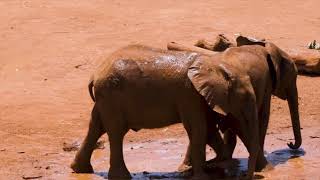 Mud-drenched Majesty: Elephants at Play