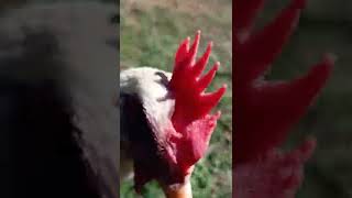 Chicken attack