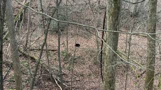 Black Bear in Great Smoky Mountains National Park - Vid 2