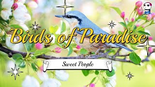 Birds of Paradise - Sweet People / 낙원의 새 - 스위트 피플 / [30Min Repeat]