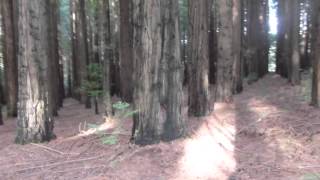 Redwood Forest near Warburton, Victoria, Australia