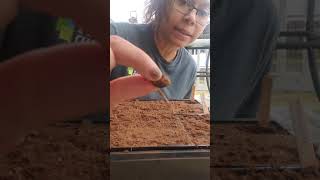 Planting watermelon and green bean seeds