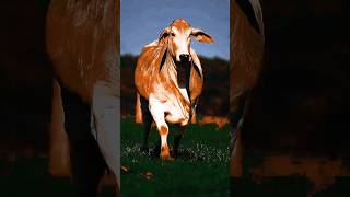 Running view of Red Brahman cow 🐮 #cow #animals #shorts #viral #cartoon