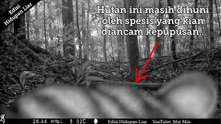 Hutan yang sepi, namun masih dihuni oleh spesis yang terancam.