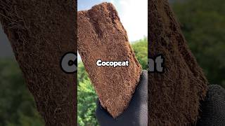 Does The Cocopeat Works Well  #shorts #fierydev