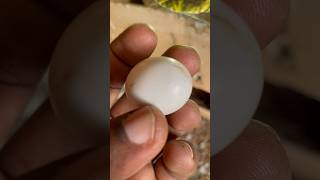 Is this pigeon egg Bad? Lets check