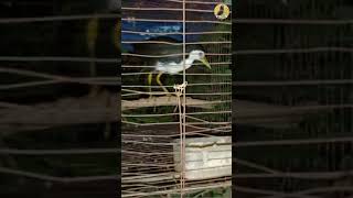 পোসা ডাহুক পাখি।#villagelife  #birdlovers #shortvideo #shorts