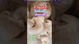 เห็ดนางฟ้า 3 วันแล้ว โตขนาดนี้ #พ่อเพลินchannel #shortvideo #shots #เห็ดนางฟ้า