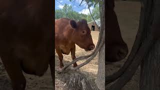 Chico, part of the St. Louis six who escaped slaughter house 2017 @gentlebarn #shorts #viral