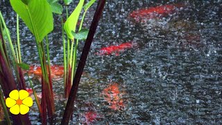 Light Rain on a Tin Roof and a Koi Pond - Relaxing Water Sounds - Water Drops to Meditate and Sleep