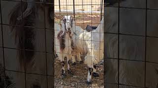 Sheep at the farm#viralvedio #shorrts