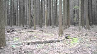 Bigfoot in the German Jungle