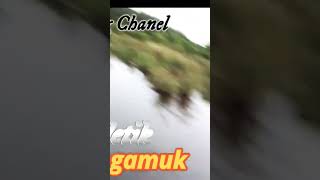 gak bisa move on dengan sambaran ikan gabus babon sampai reel menjerit