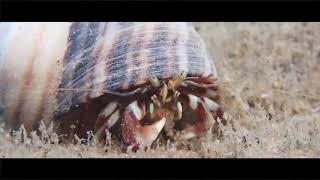 Hermit Crab (Pagurus bernhardus) / Monk's Bay / Isle of Wight.