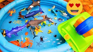 SEA ANIMALS FOR TODDLERS: NAMES AND VIDEOS - DOLPHIN, SEAL, MANTA RAY, CLOWNFISH, TURTLE, AND MORE