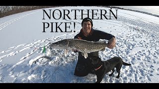 TIP UP SUCCESS! Northern Pike Ice Fishing - (Fishing Montana)