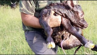 LIVE Calf Birth