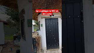 Iar e gălăgie la WC-ul din curte