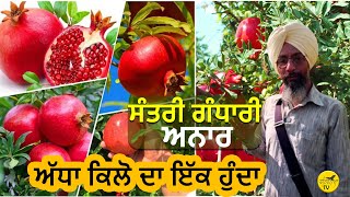 ਦੁਰਲੱਭ ਨਸਲ: ਅੱਧੇ ਕਿਲੋ ਦਾ ਇੱਕ ਅਨਾਰ | Pomegranate | Fatehnama TV