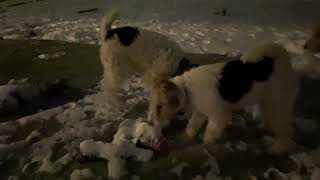 Wire Fox Terrier Engineering??  Winter Freezing Fun