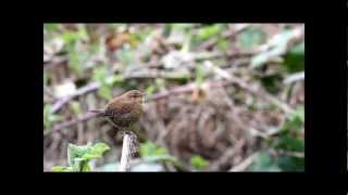 Pacific Wren Singing