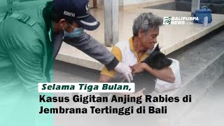 Selama Tiga Bulan, Kasus Gigitan Anjing Rabies di Jembrana Tertinggi di Bali