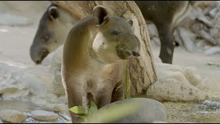 Reid Park Zoo's Baird's Tapir Trio