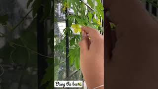 Grow your own food - Hand pollinating flowers | #Shorts