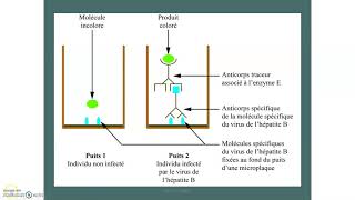 Test sérologique et séropositivité : exemple du  test de dépistage ELISA dans le cadre du VIH SIDA