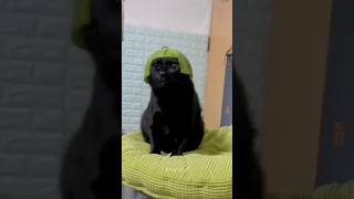 Funny Animals 2024 😂 - Funniest Cats and Dogs video 🐱 🐶 #shorts part 137