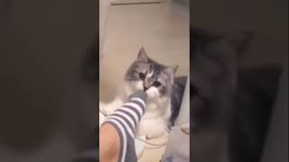 Smelling ?? #funnycat #smelling #tiktok #funny #compilation #shorts #2021 #laugh #lol