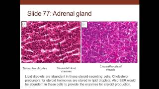 7. Medical School Histology. Endocrine System. Part 2 (Adrenal and Pineal Glands, Pancreas)