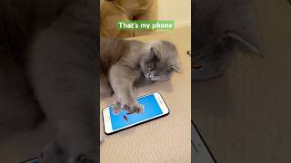 When you are sleepy but phone is important too 🤦‍♀️| can we get a sub please #angrycat #bsh #funny