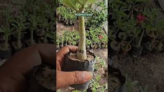 adenium plant sell online cheapest rate 9038468444 #shorts