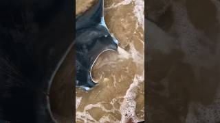 Manta ray caught from the beach