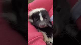 I’m starting to think she thinks she is 😂 #baby #skunk #wild #wildlife #animals